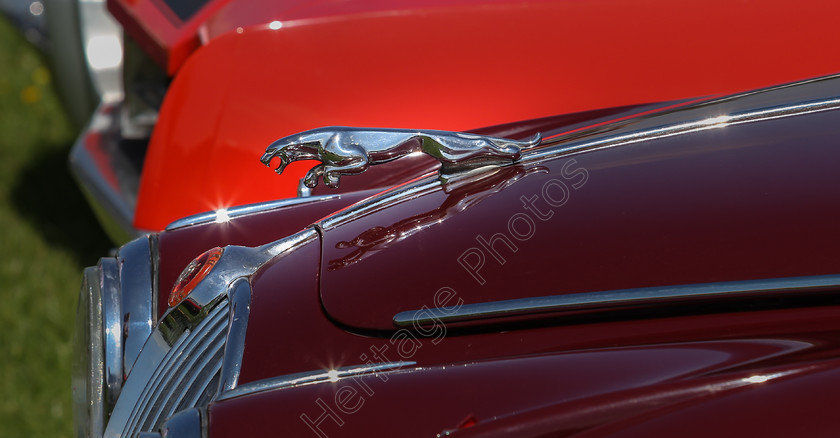 IMG 6103 
 Jaguar car mascot detail. 
 Keywords: Jaguar Car Mascot Detail Red Maroon Chiltern Hills Vintage Classic Car Rally 2014 Transport Headlights Bumper Wheels Tyres Cars