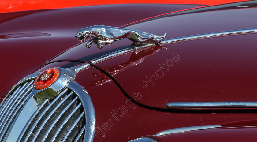 IMG 6104 
 Jaguar car mascot detail. 
 Keywords: Jaguar car mascot detail Red Maroon Chiltern Hills Vintage Classic Car Rally 2014 Transport Headlights Bumper Wheels Tyres Cars