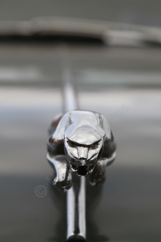 IMG 1374 
 Jaguar car mascot. 
 Keywords: Jaguar Car Mascot Classic British Vehicle Coventry England Silver Chrome Shiny Reflection Prestige Transport Vehicle Animal