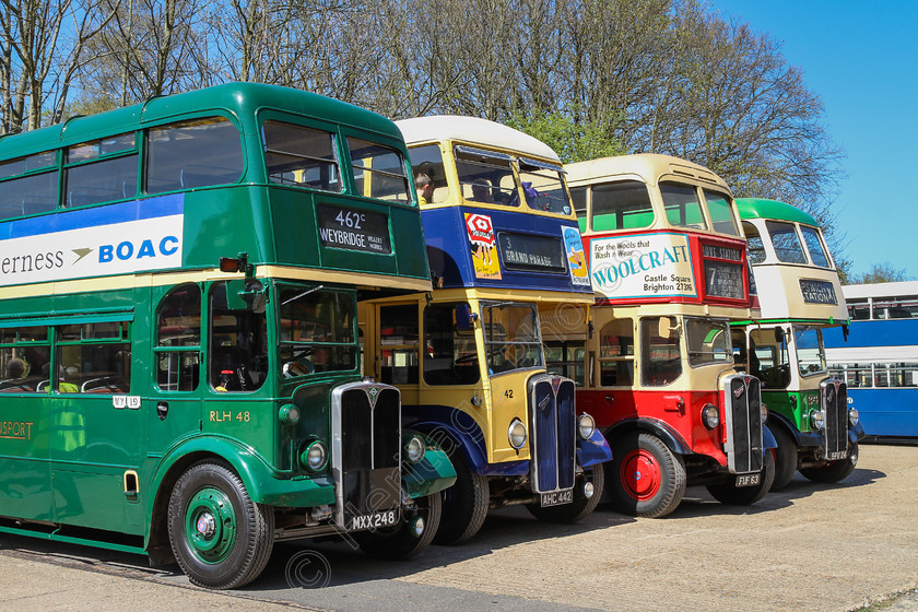 IMG 5358 
 Line of RT buses at Brooklands. 
 Keywords: Line RT Buses Brooklands Collection Gathering Red Blue Gold Racetrack Aviation Racing London Bus Museum 41st Spring Gathering 2014